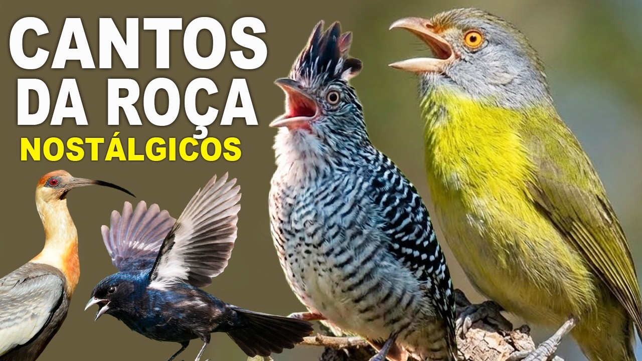 Cantos de Aves da Roça Nostálgicos na Observação de aves