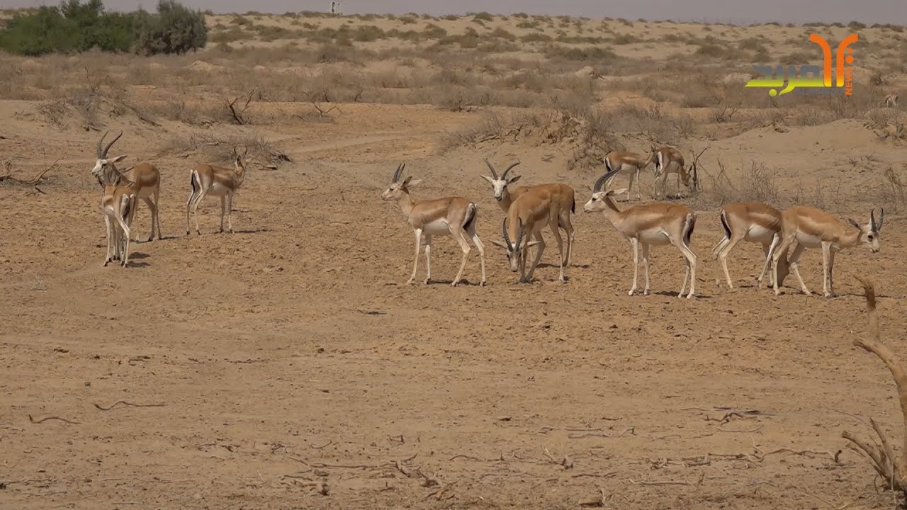 للحفاظ على غزال الريم العراقي .. خطة لتطوير محمية ساوه الطبيعية في المثنى