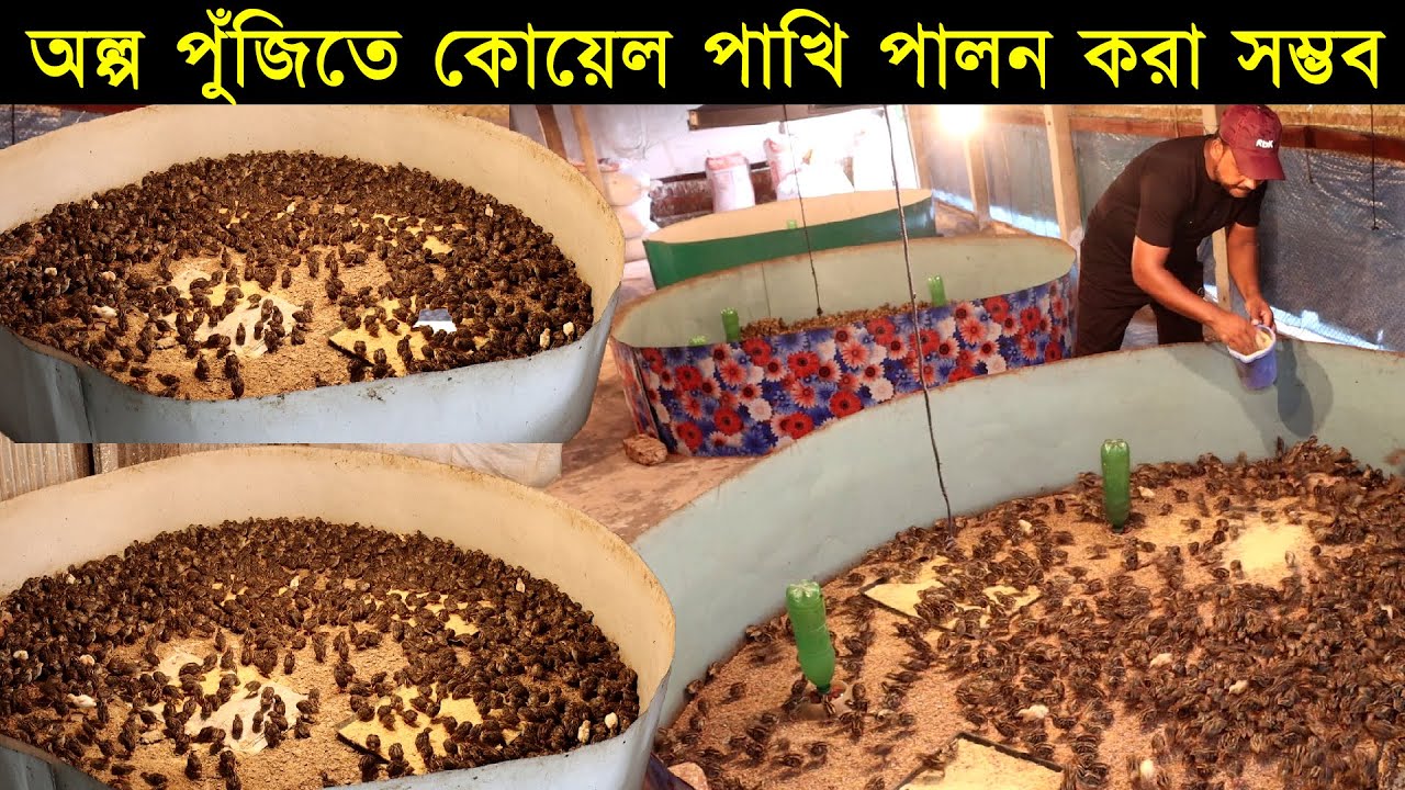 ৫০ হাজার কোয়েল পাখির চমৎকার খামার! অল্প পুঁজিতে কোয়েল পাখি পালন করা সম্ভব!! Qual Pakhi