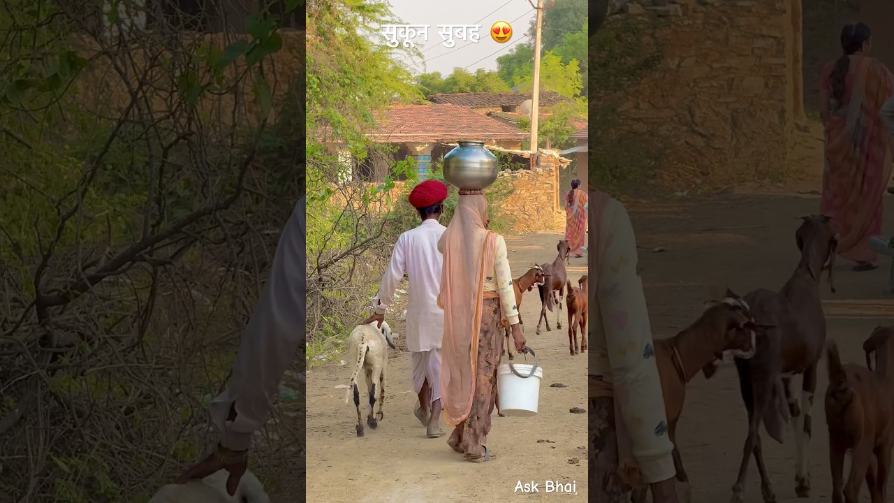 Peaceful morning of Rajasthan 😘#rajasthan #villagelife #youtubeshorts #village #culture #shorts
