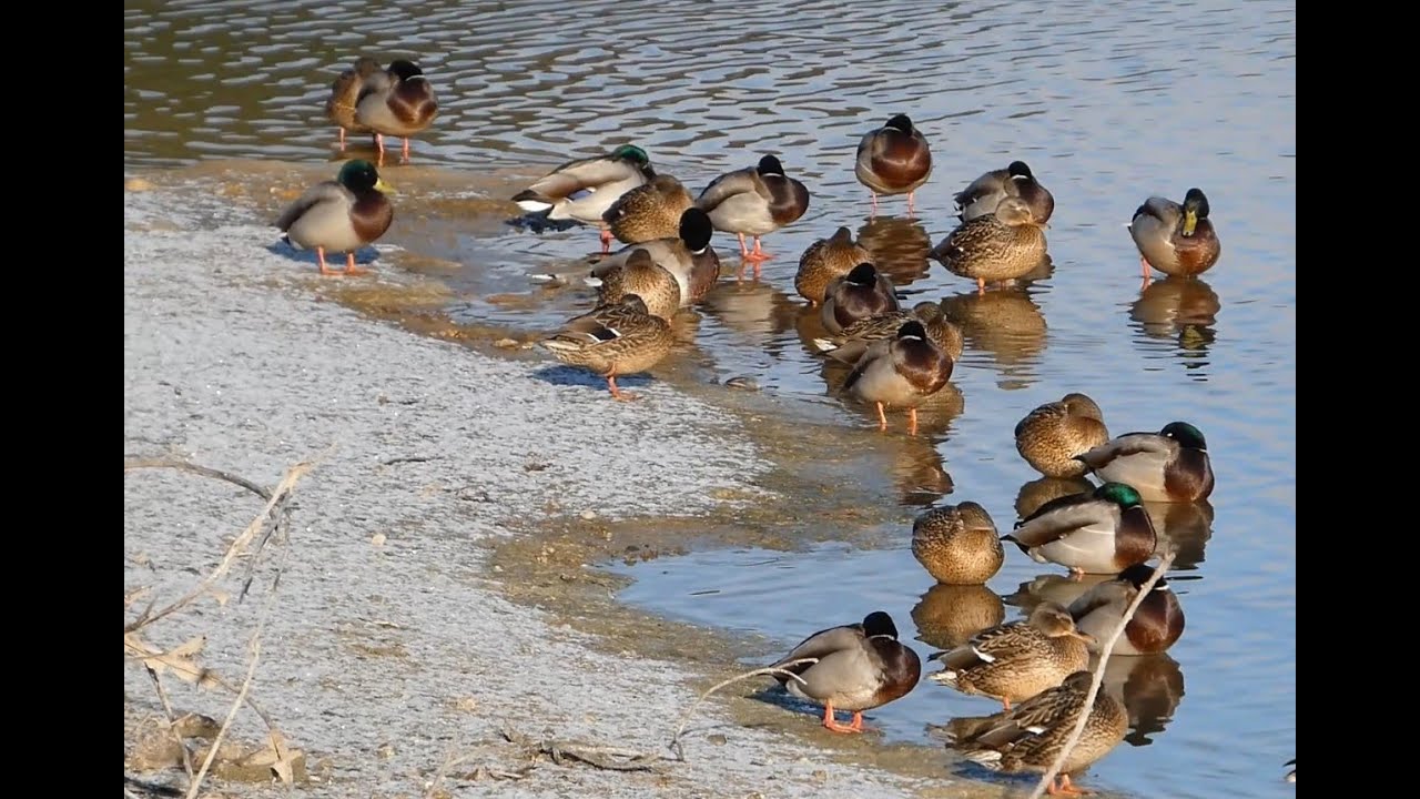 雪で薄化粧した勅使池の岸辺で休むカモ達(2026/1/3撮影) / Ducks resting along the lightly snow‑dusted shore of Chokushi Pond