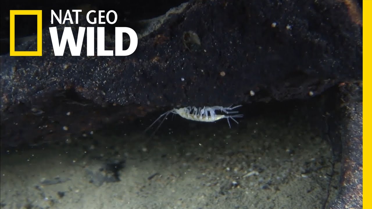 Colorless Cave Dwellers | Alpine Underworld