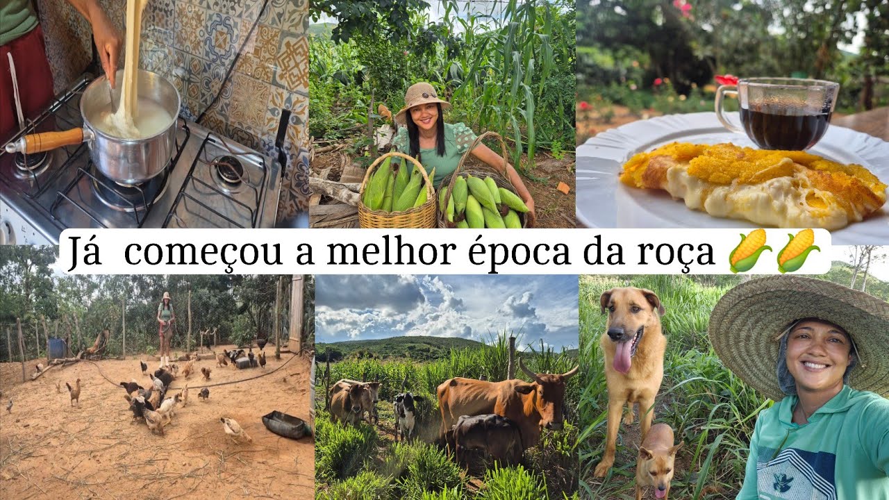 Rotina da manhã com cafezinho/ muçarela caseira/  cuidados com as  🐤🐤 colhi milho e fiz pamonhas 