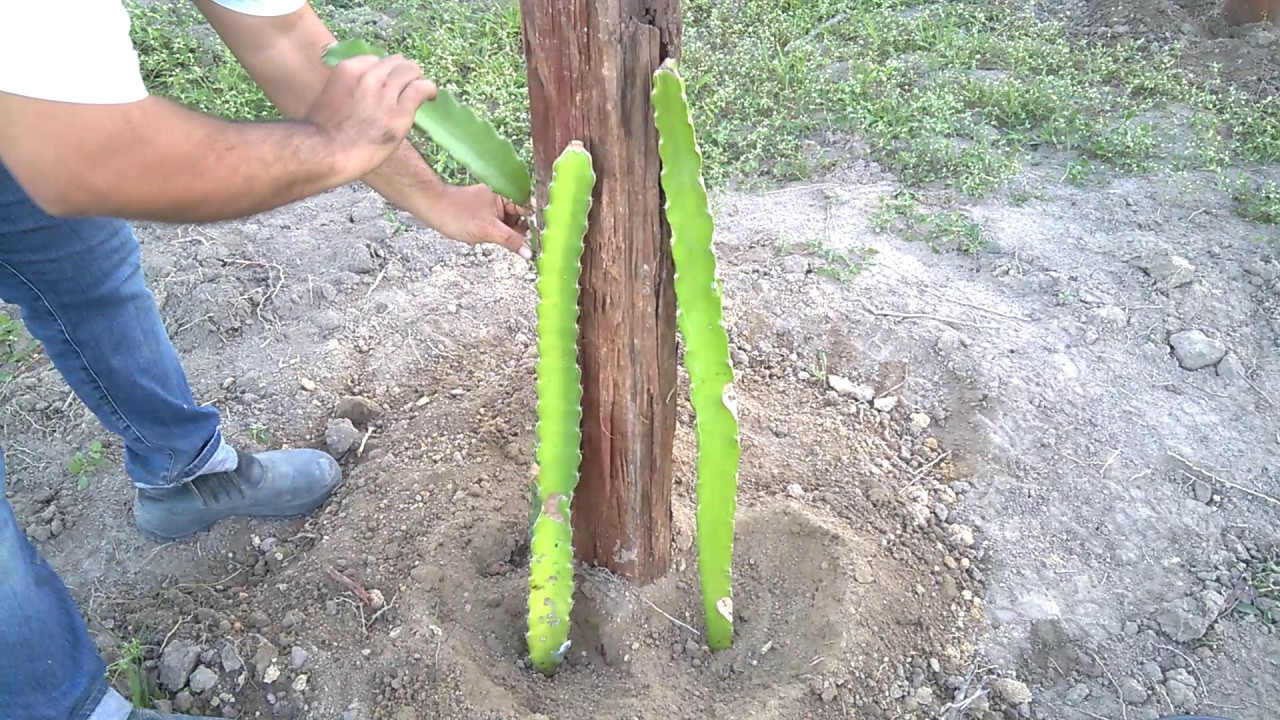 Tutorial plantando pitaya - Sitio Sawada -TUTORIAL PLANTING DRAGON FRUIT