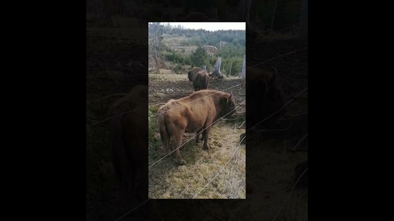 Ein Wisent Ranger-Tag mit Henrik Trapp