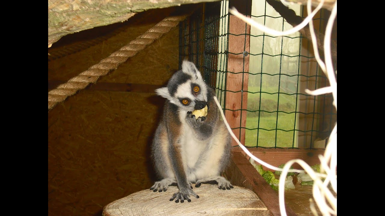 Lemur kata - Monkey video