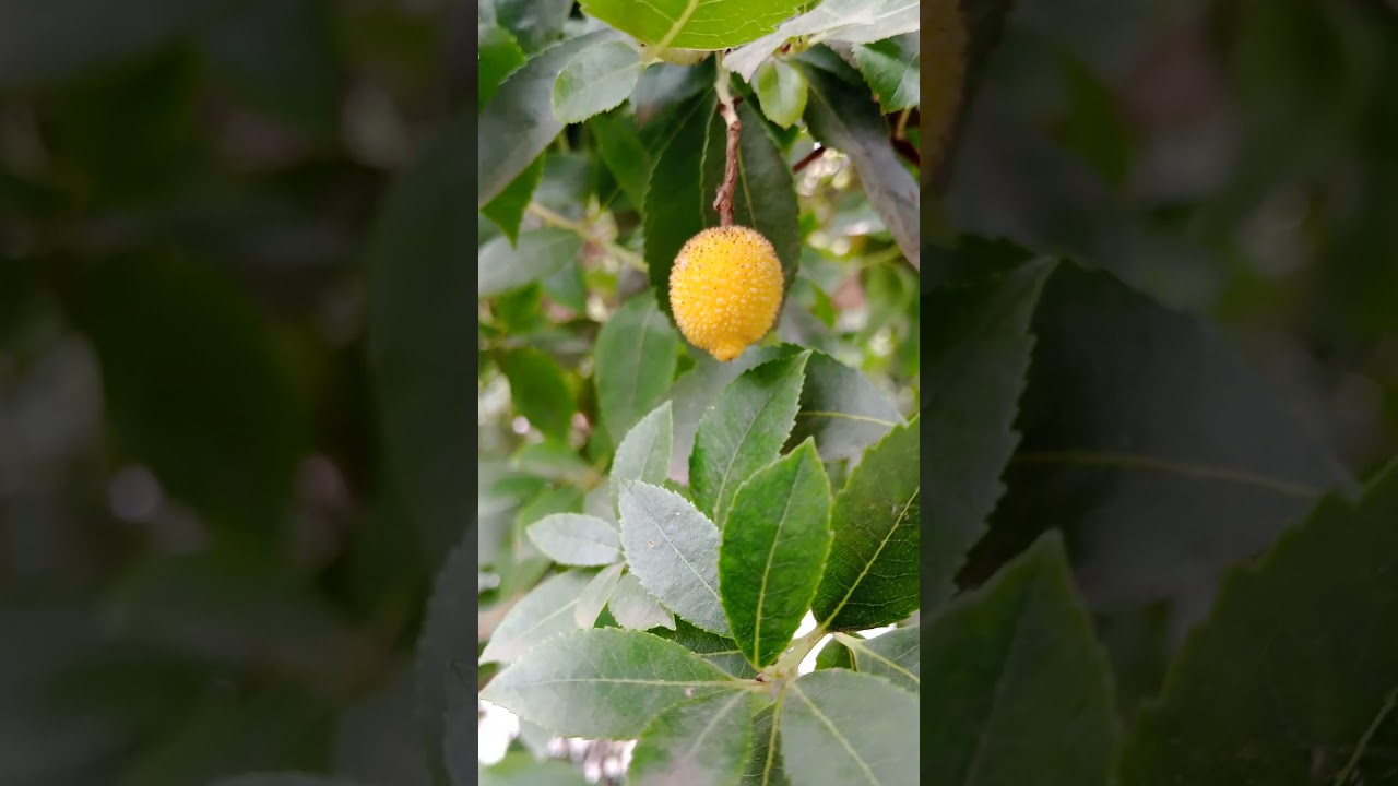 Arbutus / madro&ntilde;o - the symbol of Madrid