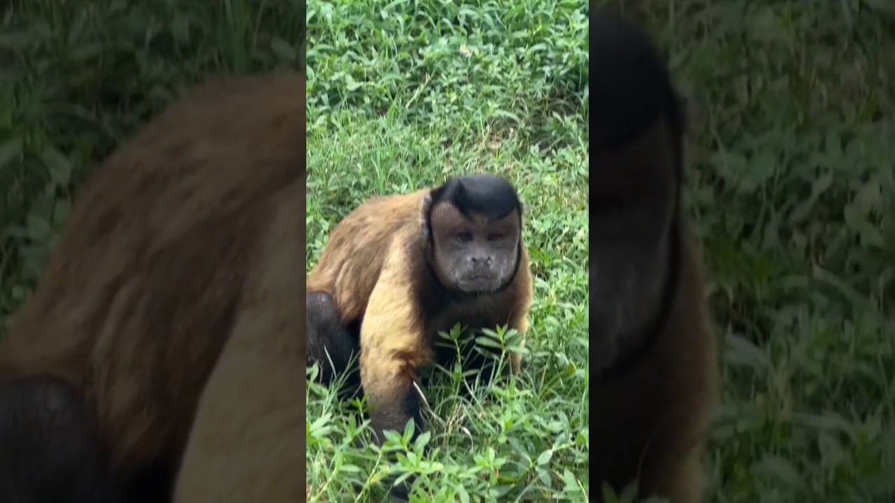 Beer Belly Champ &mdash; This Monkey Has Clearly Been Enjoying Life
