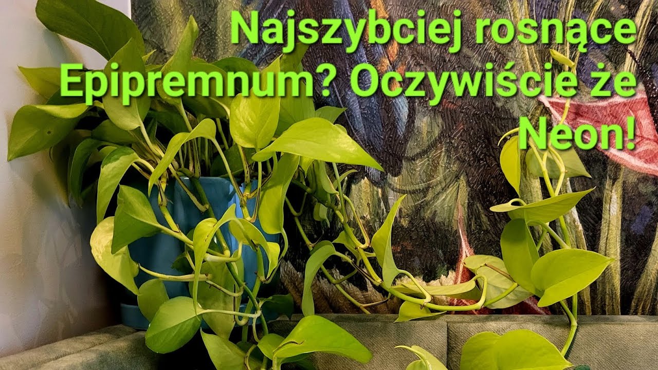 Najszybciej rosnące Epipremnum? Oczywiscie że Neon! Odmiany Epipremnum
