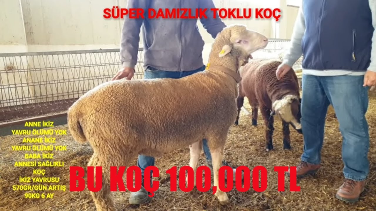 BU KOÇ 100,000TL | KOÇU GÖRÜNCE  İNANAMADIM | KALİTELİ DAMIZLIK KUZU & KOÇLAR | GERÇEK KOÇ İSTASYONU