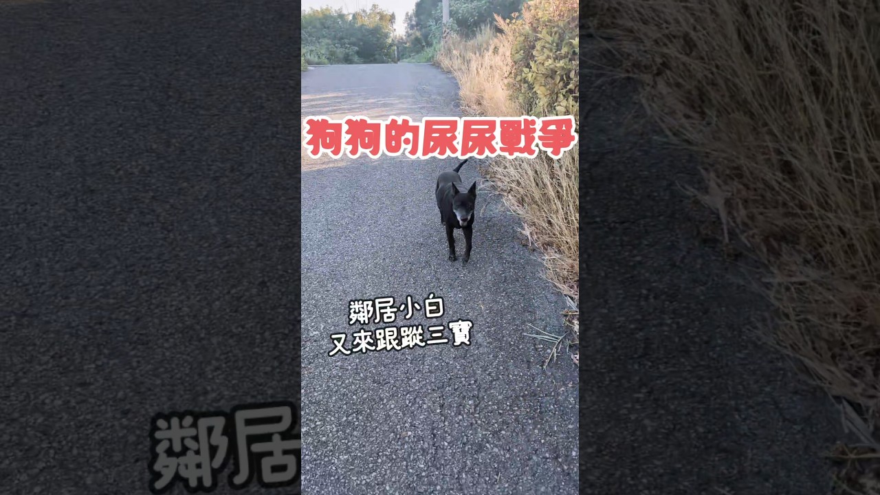 尿尿戰爭！#不能輸 堅持要讓尿尿合在一起好像 #吉田戰車 #傳染 #狗狗日常 #幸福農場