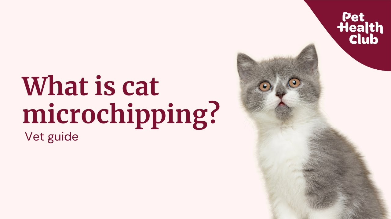 How does cat microchipping work?
