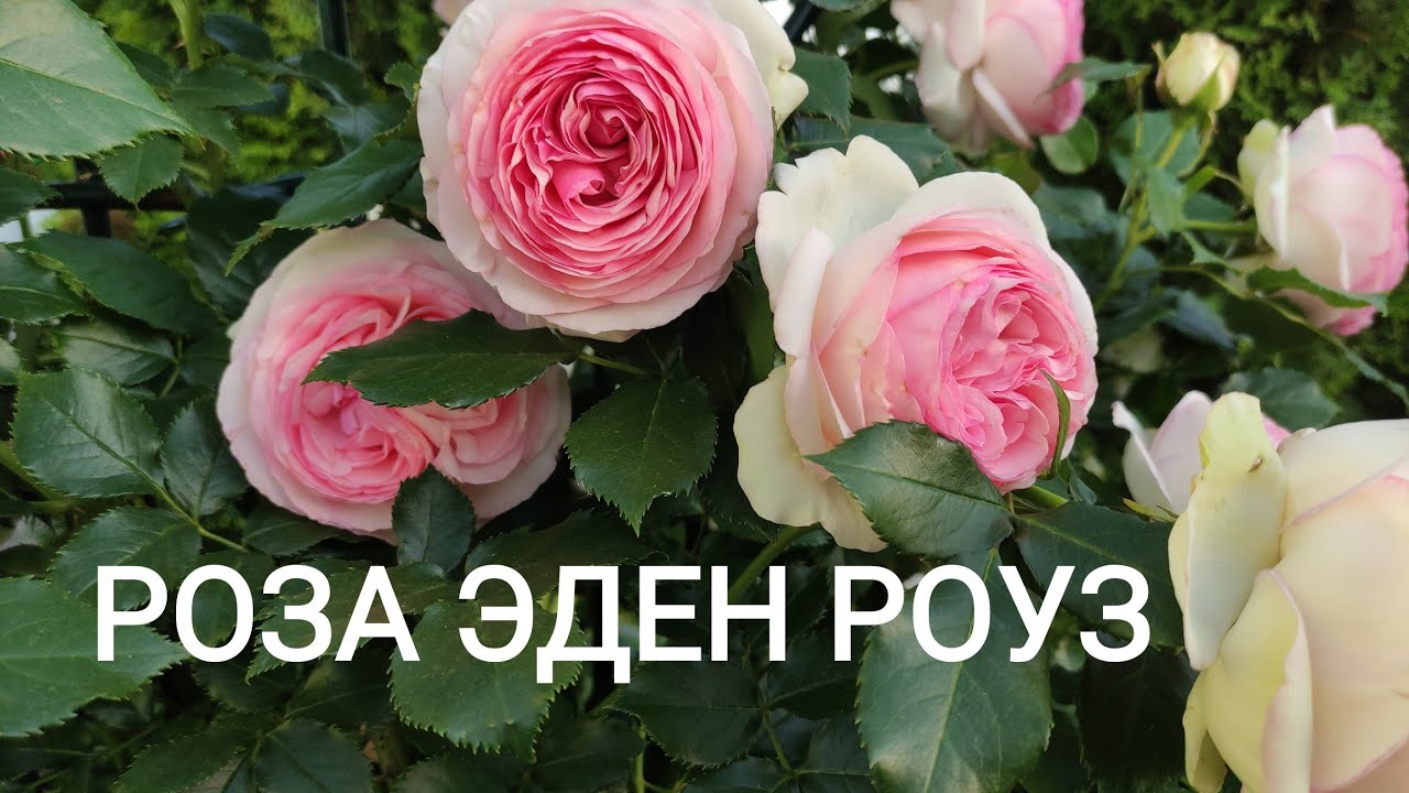 РОЗА Pierre De Ronsard (Eden Rose)  Meilland,1987