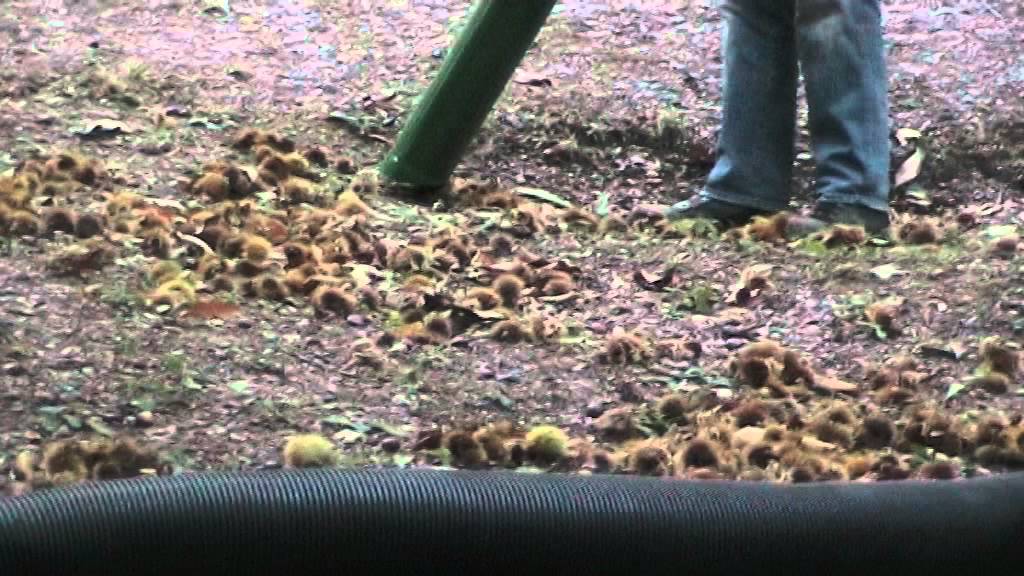 Raccolta castagne