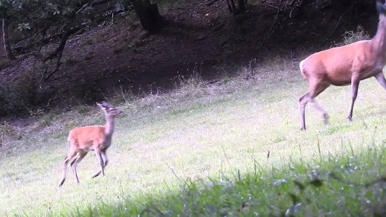 Charge d'un cerf sur un daguet 23/09/2015 NIKON P900