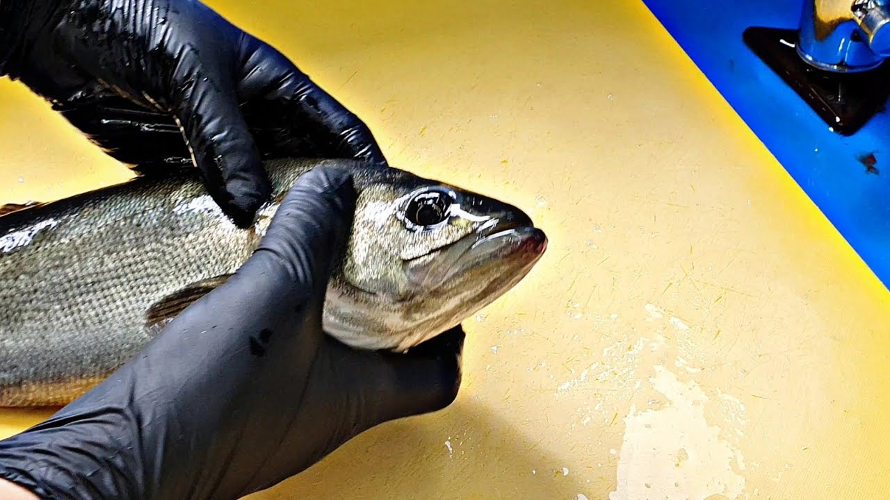 IKEJIME, SEA BASS, мой путь, мой стиль