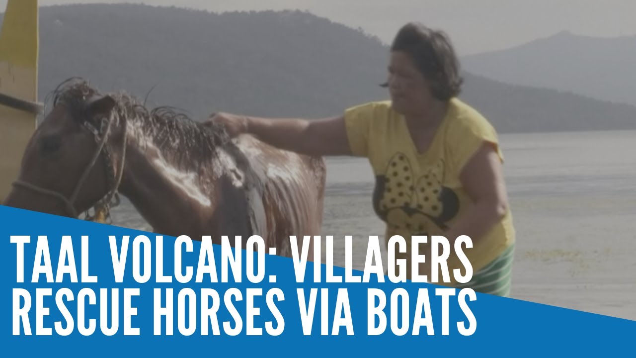 Taal volcano: Villagers rescue horses via boats