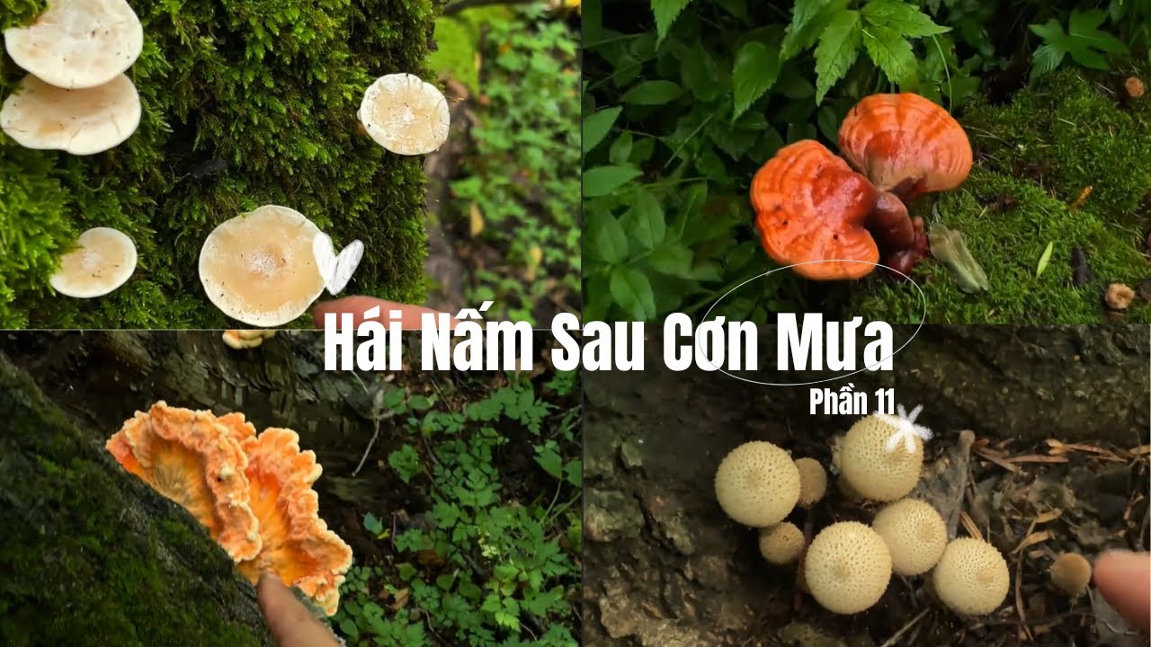 Linh Chi Đỏ, Nấm Gà Rừng & Nấm Sữa Tươi | Một Ngày Thu Hoạch Đầy Bất Ngờ 🍄 Hái Nấm 11