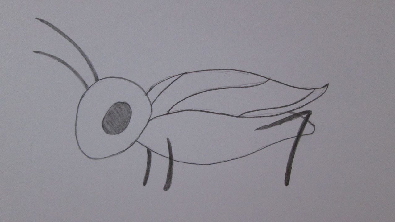 Como desenhar um grilo