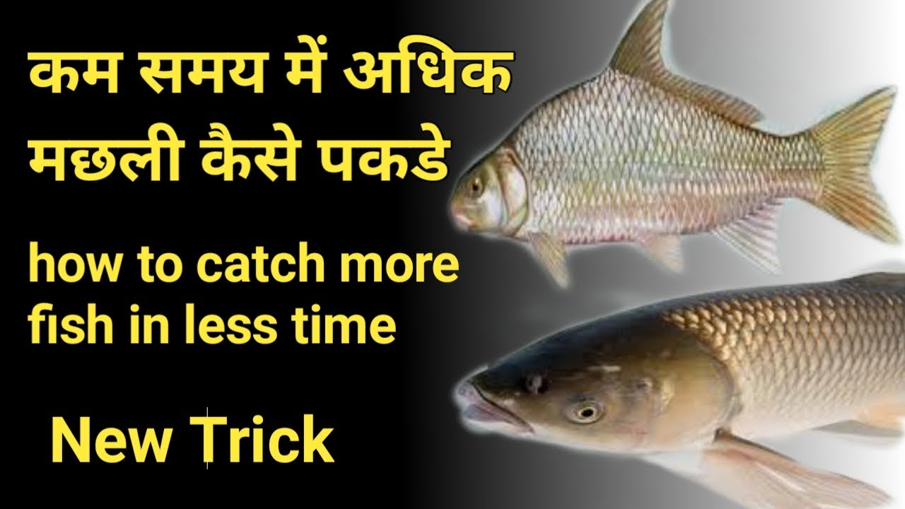 how to catch more fish | how to catch more fish in less time