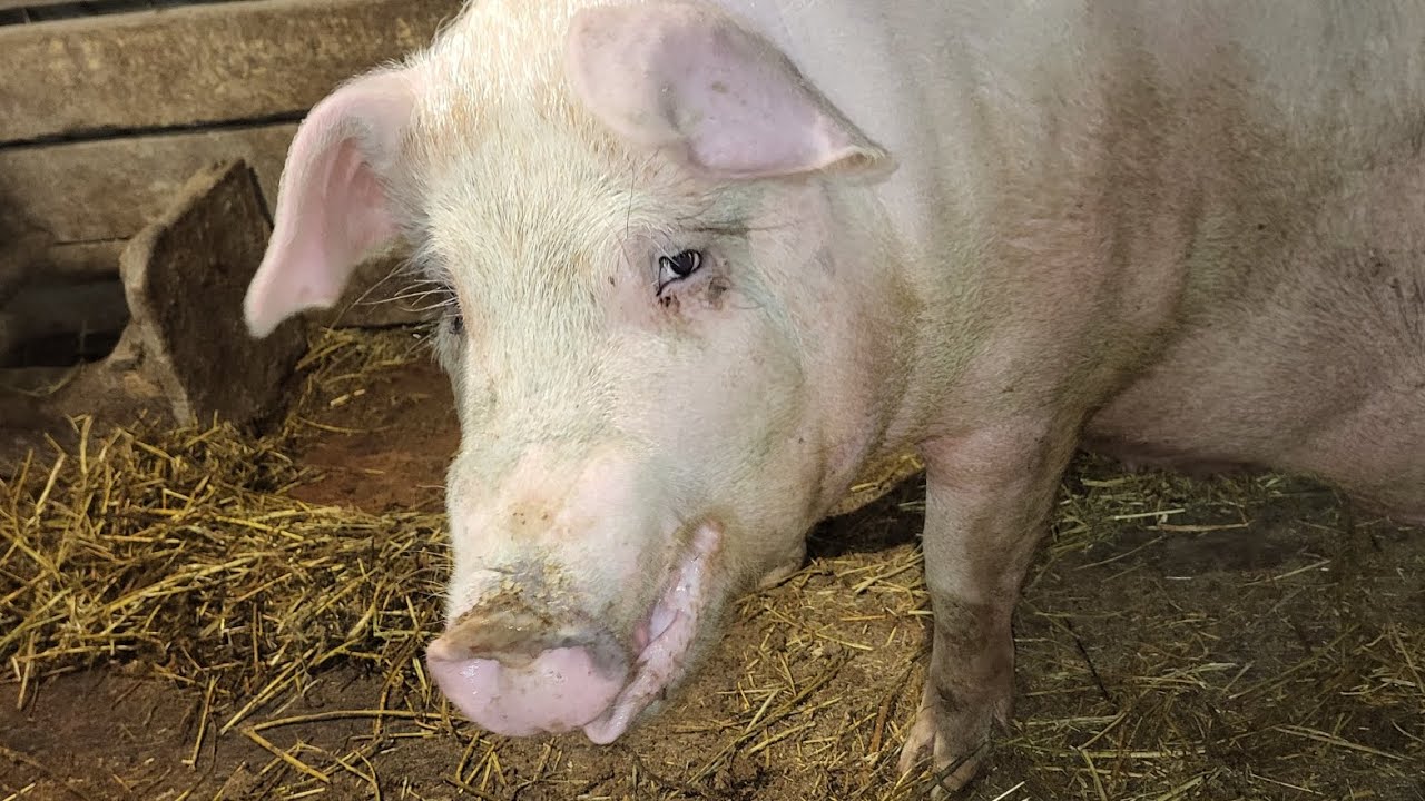 ‼️Свині нікому не треба 😢Ціни деру 🍖🙉 повно Польського м'яса 🙃 #pig #feed #farmer #farming #food 