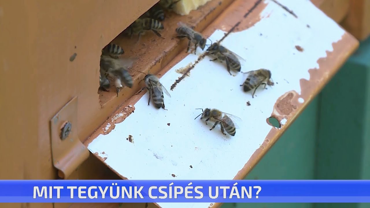 Mit tegyünk csípés után?