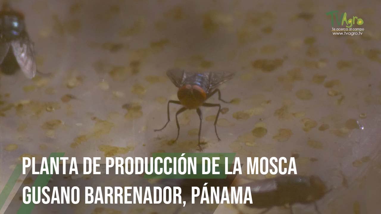 Planta de producción de la mosca Gusano Barrenador, Pánama - TvAgro por Juan Gonzalo Angel Restrepo