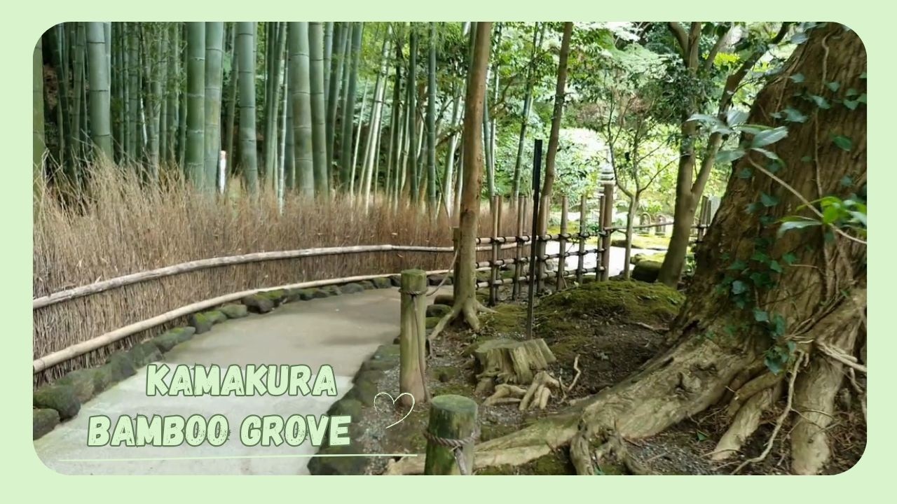 Bambusový les v Kamakuře a chrám Hokokuji, den výlet v Japonsku, guide, walk, cestovní ASMR, JP