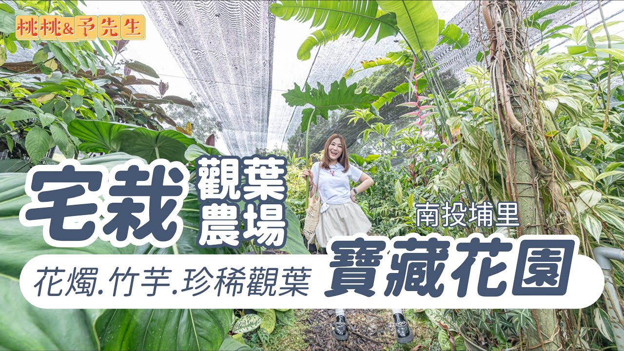 南投埔里-宅栽觀葉農場-只有六日開放參觀，神秘的珍稀觀葉寶藏花園！