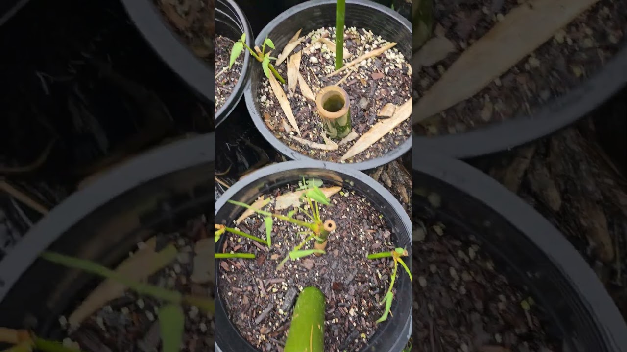 Bamboo Stu- Bambusa oldhamii 