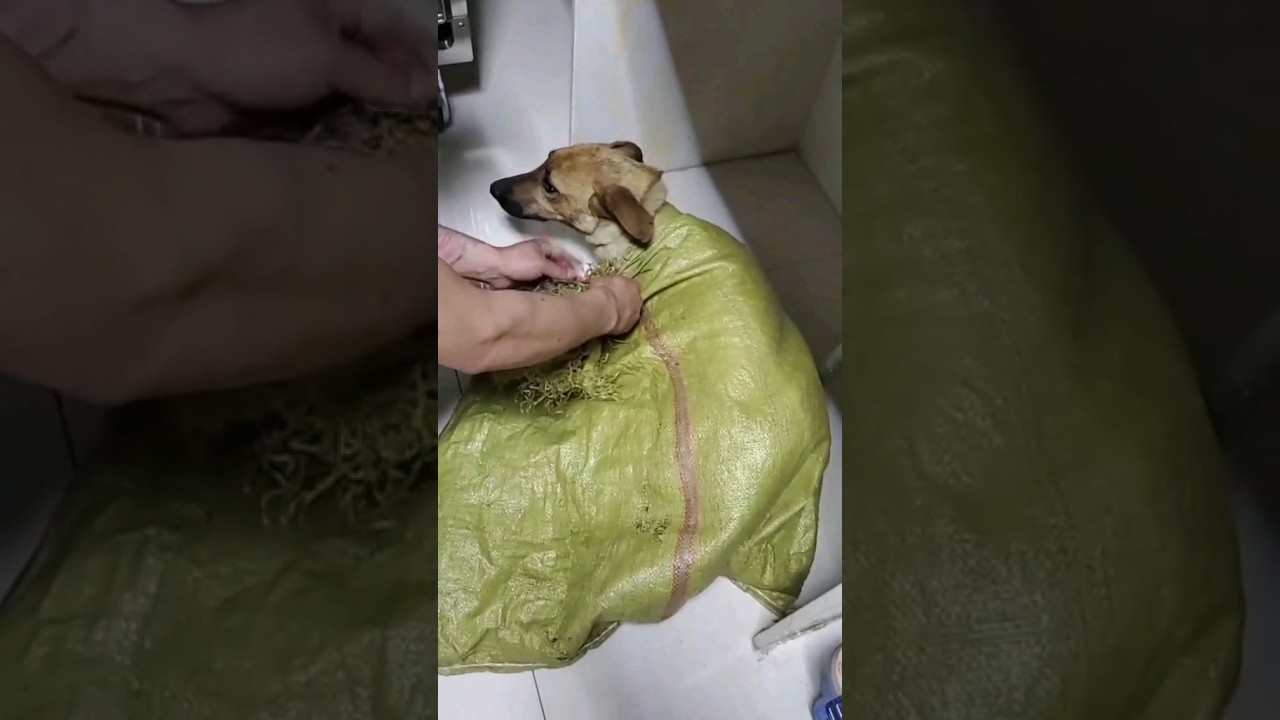Luna dog meat trade rescue