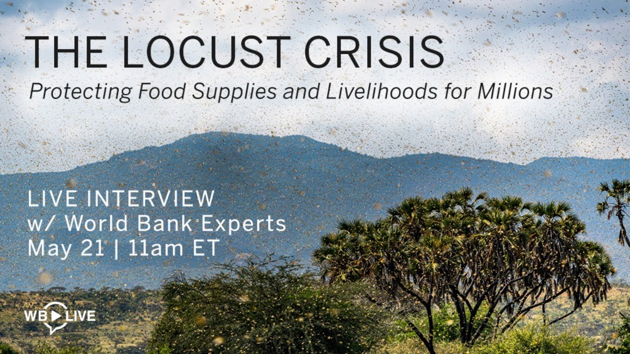 The Locust Crisis: Protecting Food Supplies and Livelihoods for Millions