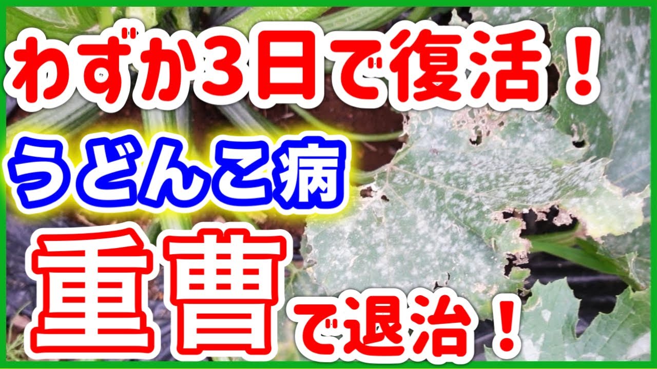 ズッキーニ、うどんこ病を重曹で退治！わずか3日で復活！！　～みどりふぉLABO そばの庭～