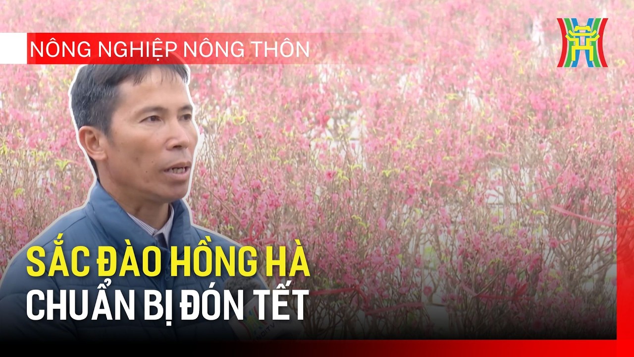 Sắc đào Hồng Hà chuẩn bị đón tết | Nông nghiệp nông thôn