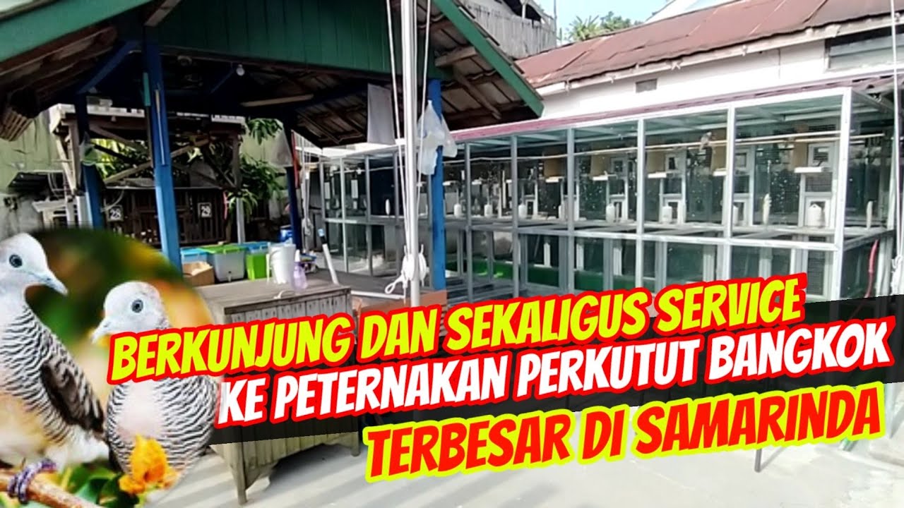 Berkunjung Sekaligus Perbaikan Ke Peternak Perkutut Bangkok Terbesar Di Samarinda Kalimantan Timur