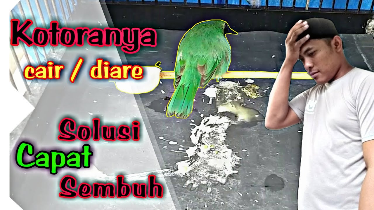 Cucak hijaunya Kotorannya Cair | Sebab dan Solusi Cucak Ijo Kotorannya Cair #cucakhijau #cucakijo