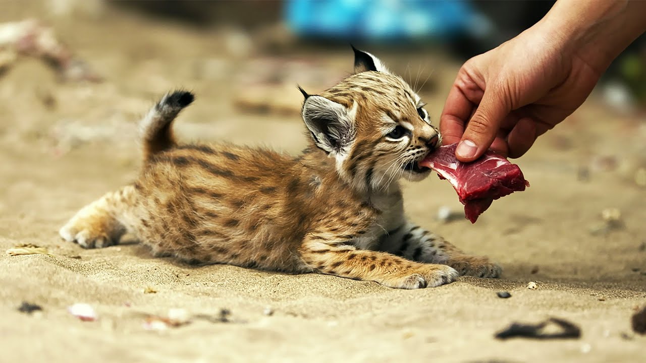 He Fed a Starving Bobcat Kitten, Years Later Something Unbelievable Happened