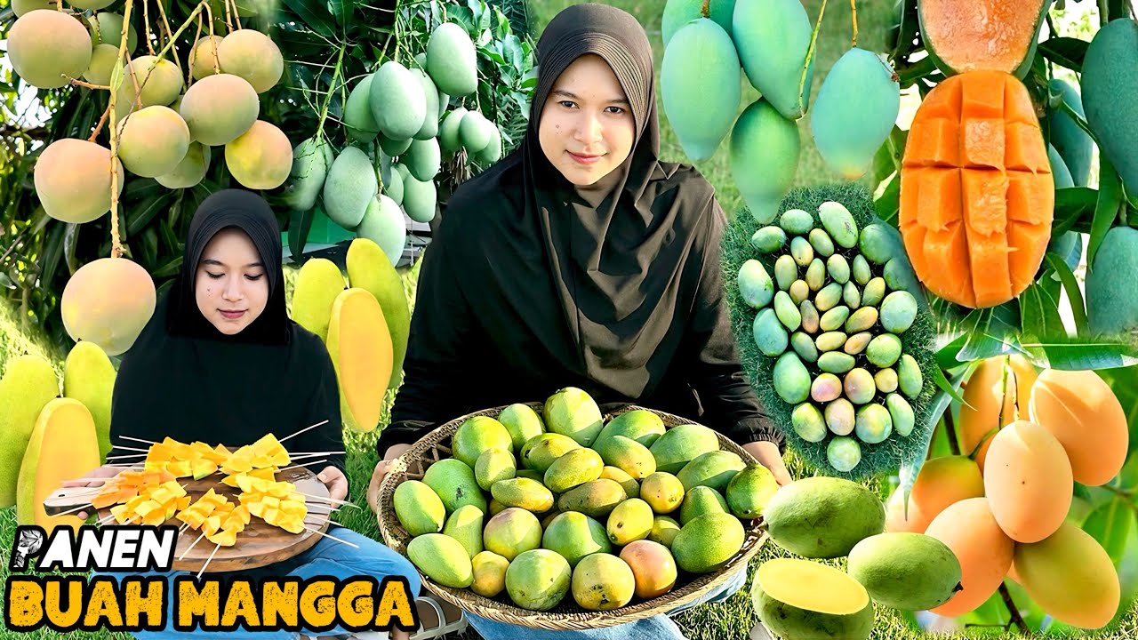 Panen buah mangga dikebun | Bikin es kulkul mangga