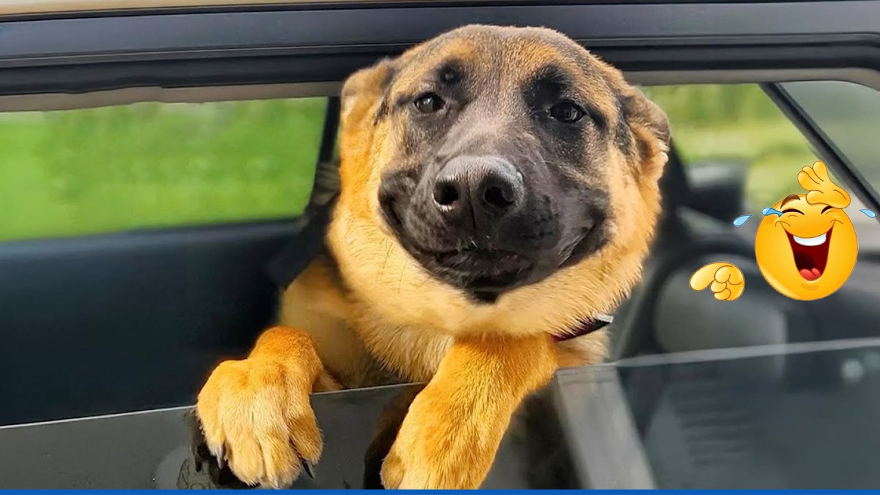 You Can’t Stop Laughing At These Pets 🤣 Funny Pets Compilation 🐾