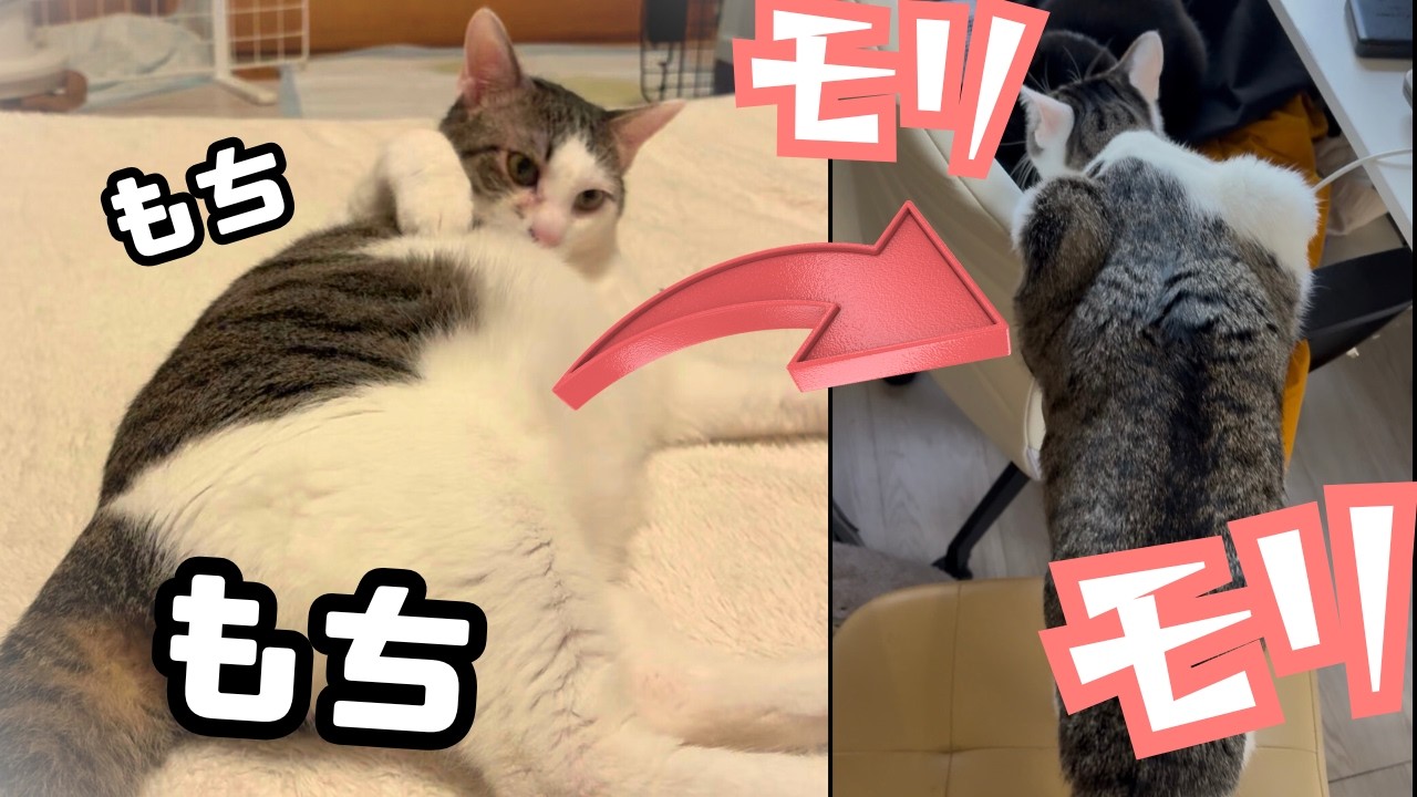 ぽっちゃり猫が実はモリモリマッチョメンだったんですよ…