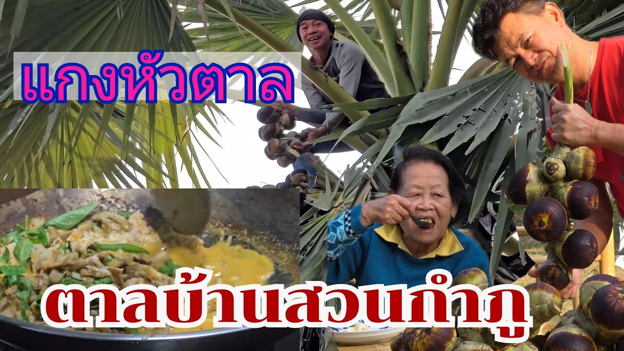 ตาลบ้านสวนกำภู แกงหัวตาล หอมหวานอร่อย #บ้านสวนกำภูEP1246