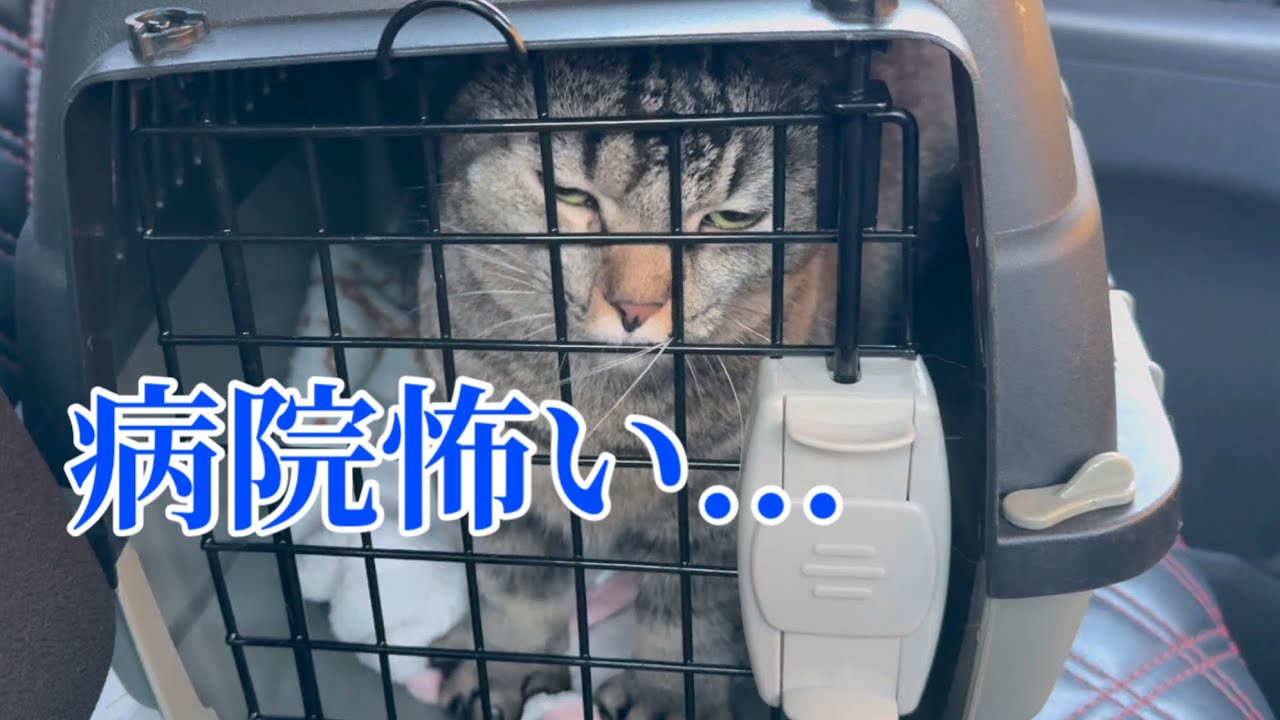 猫は病院だと察した瞬間、本当に逃げるのか？