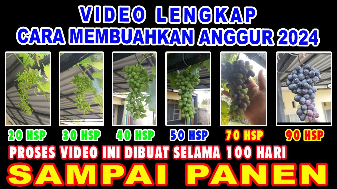 Tutorial Lengkap Cara Mudah Membuahkan Anggur Setingkat Hobi 2024