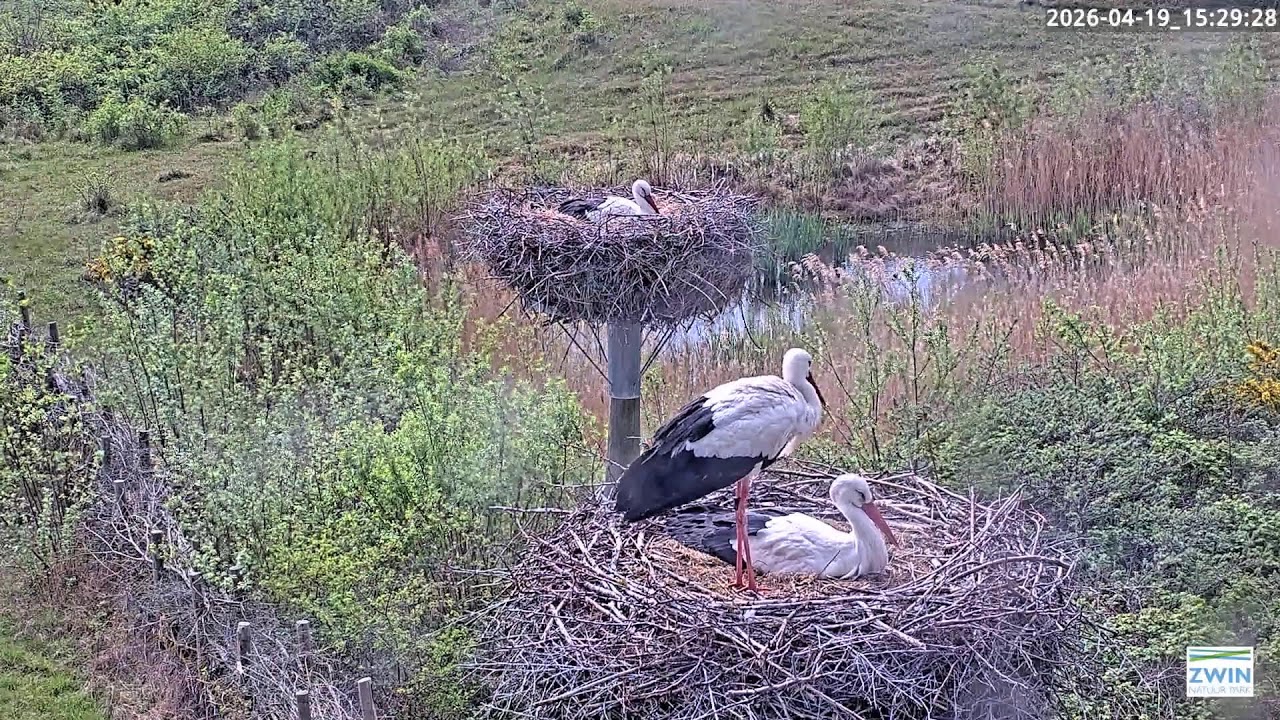 Livestream ooievaarstoren Zwin Natuur Park