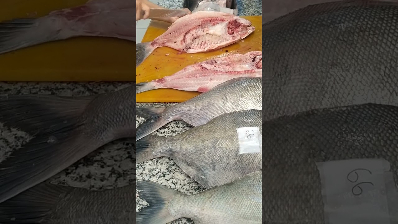 como tirar espinha do tambaqui