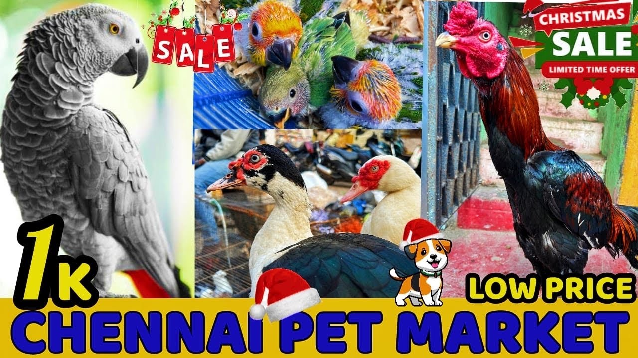 Chennai Broadway Exotic Pet Market 2024 | Buy & Sell any Pets Here 🐾| Mannady 🐔Kozhi Market 🐱| #pets