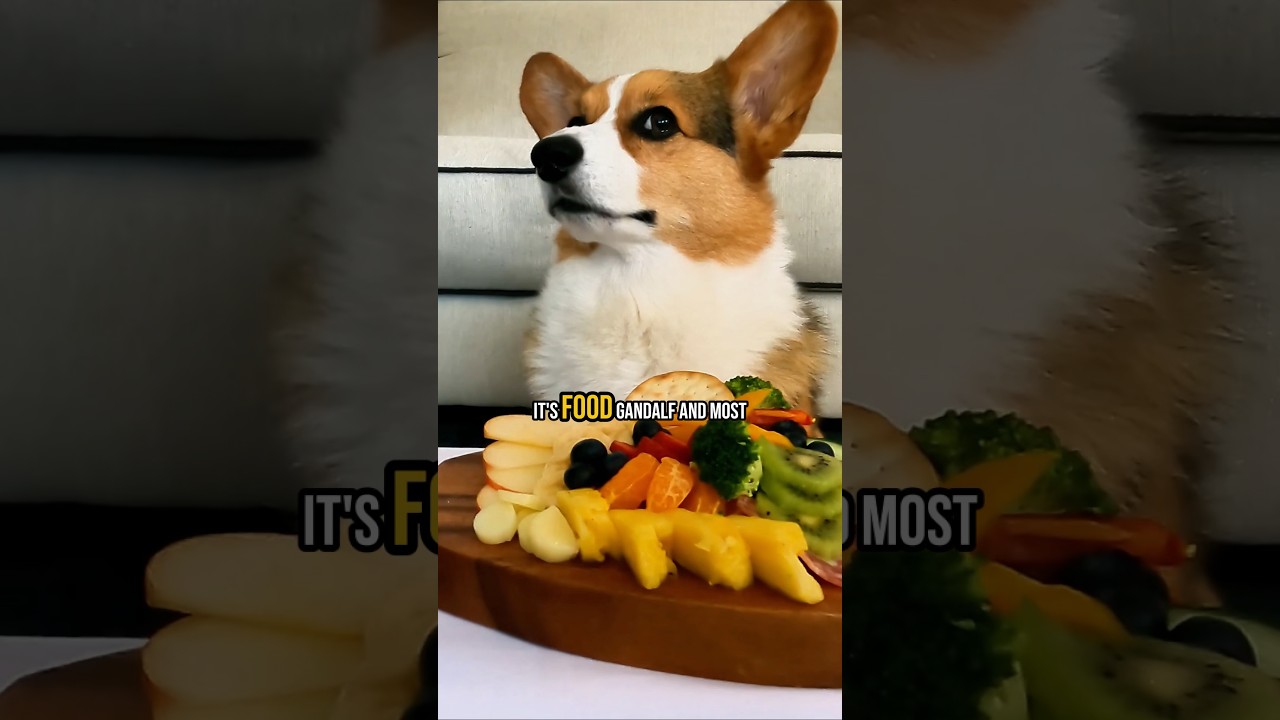 Crazy Things Corgis Do - Part 3 - Crazy About Food #corgi #shorts #yum