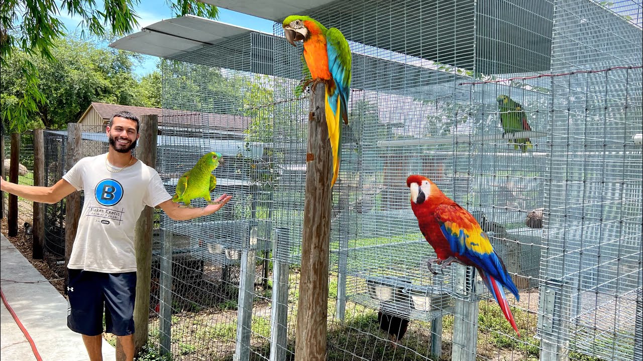 FINISHED PARROT BREEDING CAGES! PT.2