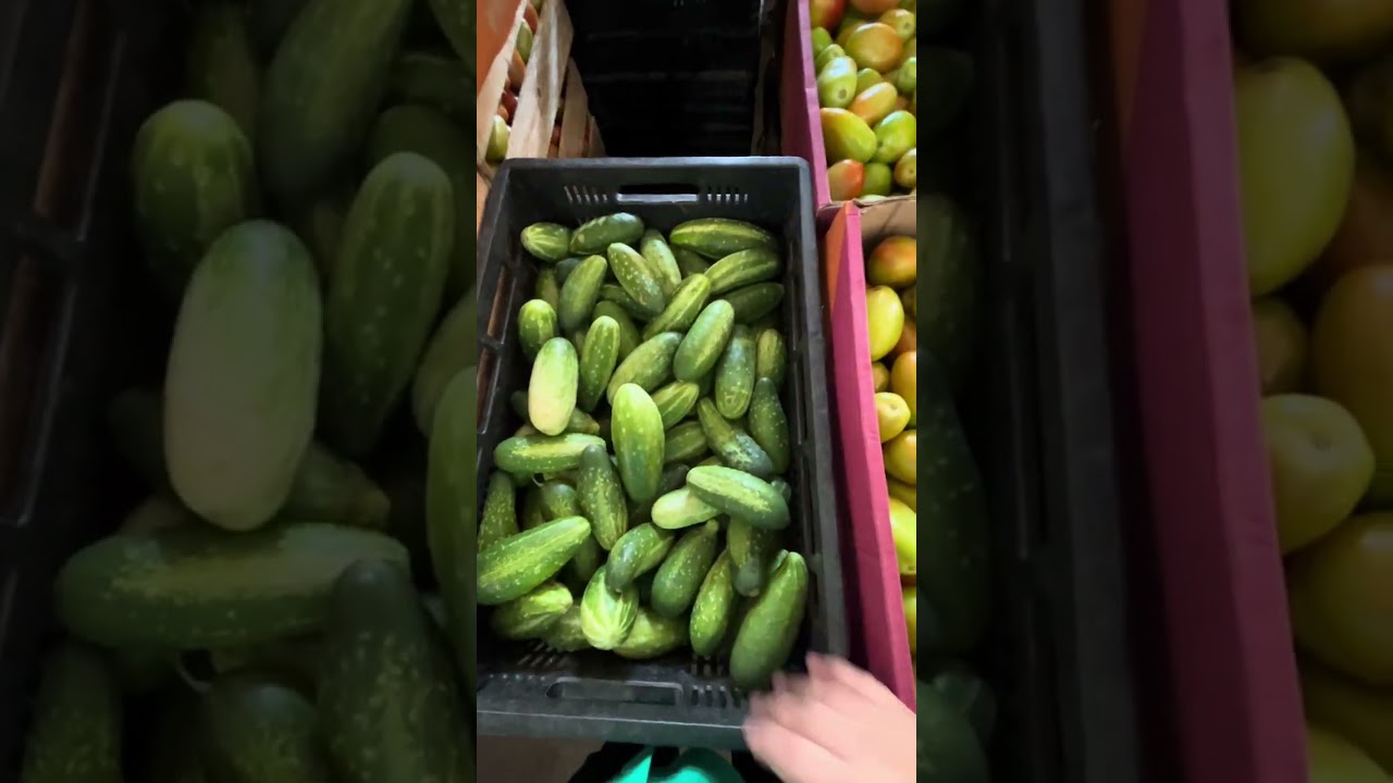 Pesquisa de preços no Ceasa. Hortifruti. FLV. #ceasa #ceasarj #hortifruti #produtorrural #agro 