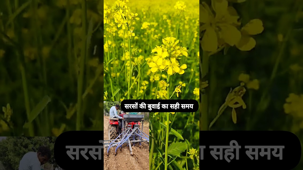 सरसों की बुवाई का सही समय//Sarso ki buvai kab kare